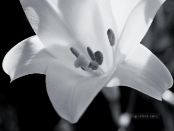 黒と白 Painting - xsh502 黒と白の花